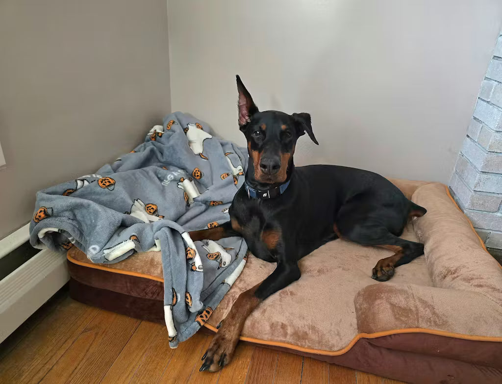 LuxeLounge™ Orthopedic Pet Bed – Gray