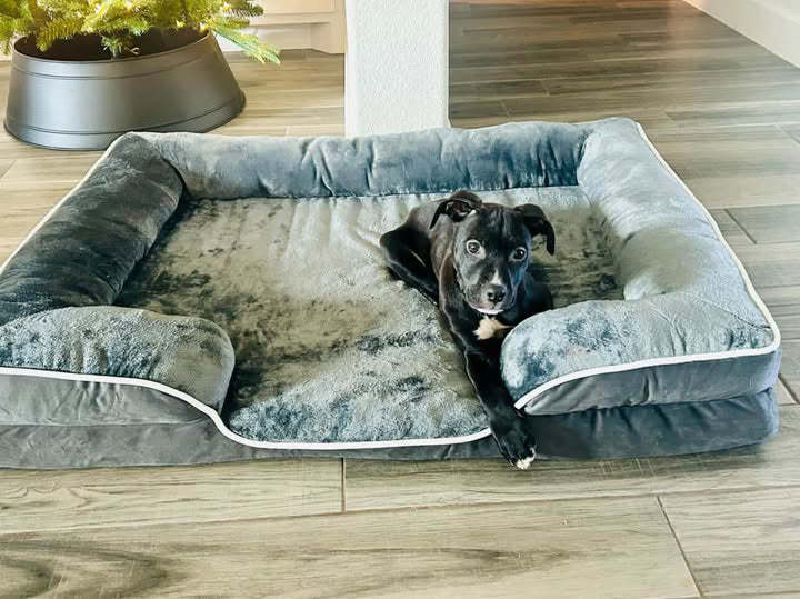LuxeLounge Orthopedic Dog Bed — S (Preorder)