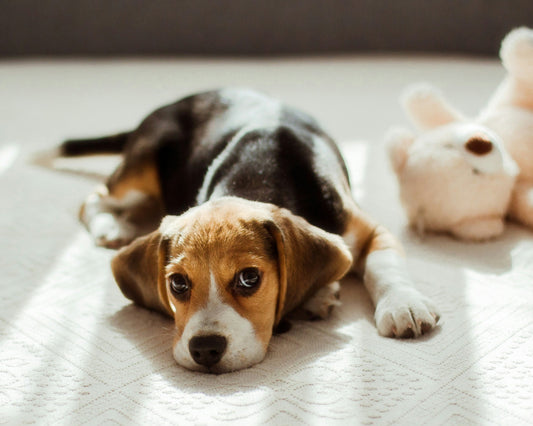 Creating a Calm, Comfortable Sleep Space for Your Dog