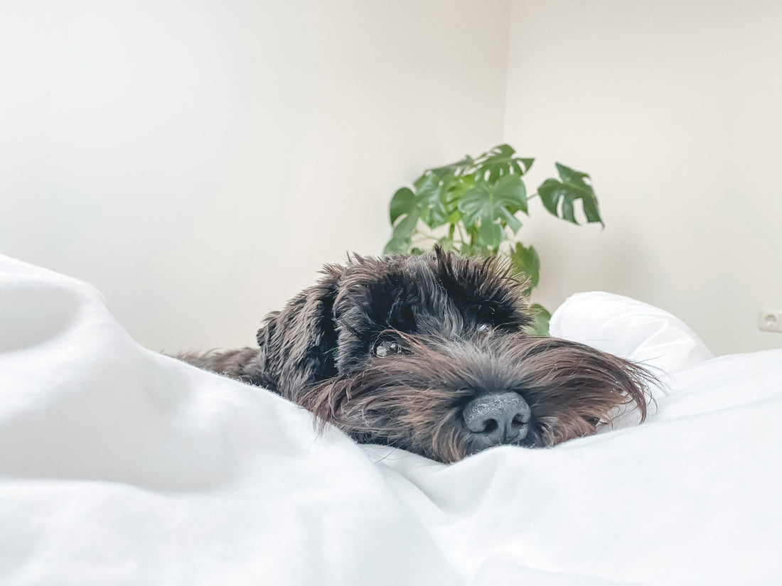 How to Choose the Right Bed for Your Dog’s Sleeping Style