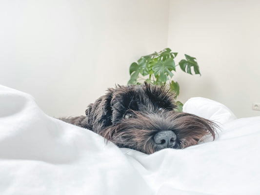 How to Choose the Right Bed for Your Dog’s Sleeping Style