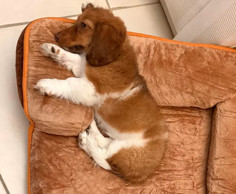 LuxeLounge Orthopedic Pet Bed