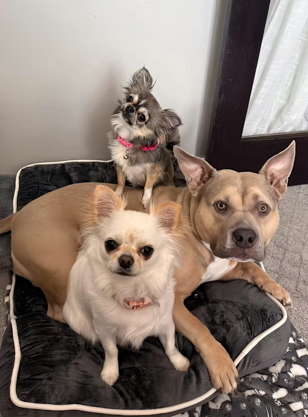 LuxeLounge Orthopedic Pet Bed