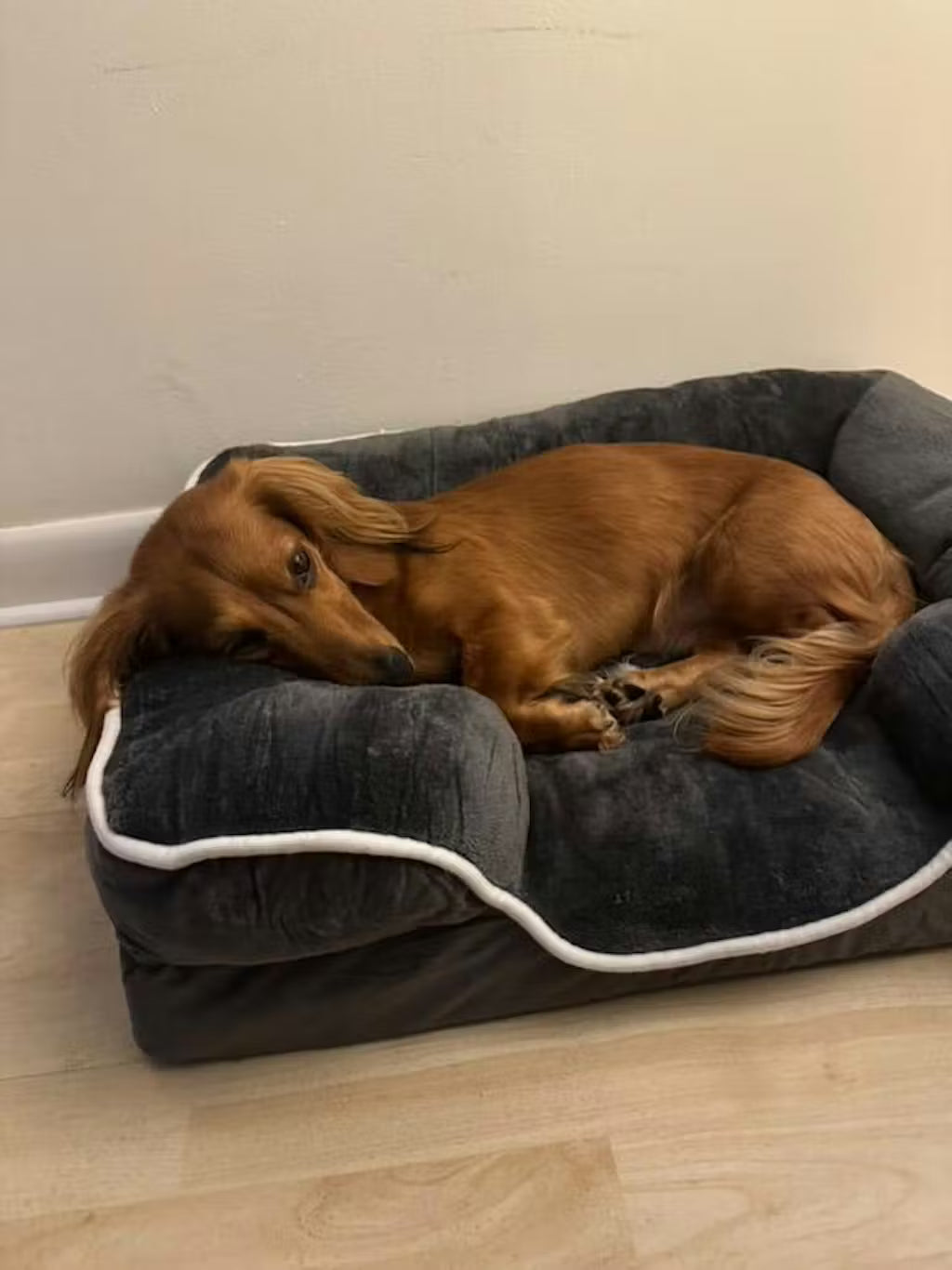 LuxeLounge Orthopedic Dog Bed — S (Preorder)