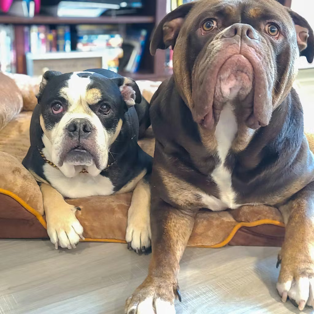 LuxeLounge Orthopedic Pet Bed