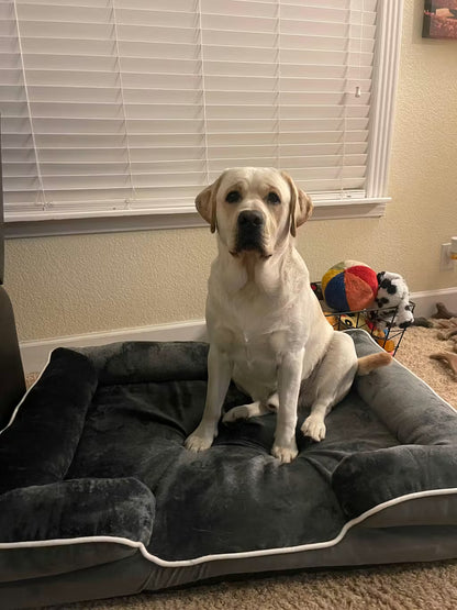 LuxeLounge Orthopedic Pet Bed