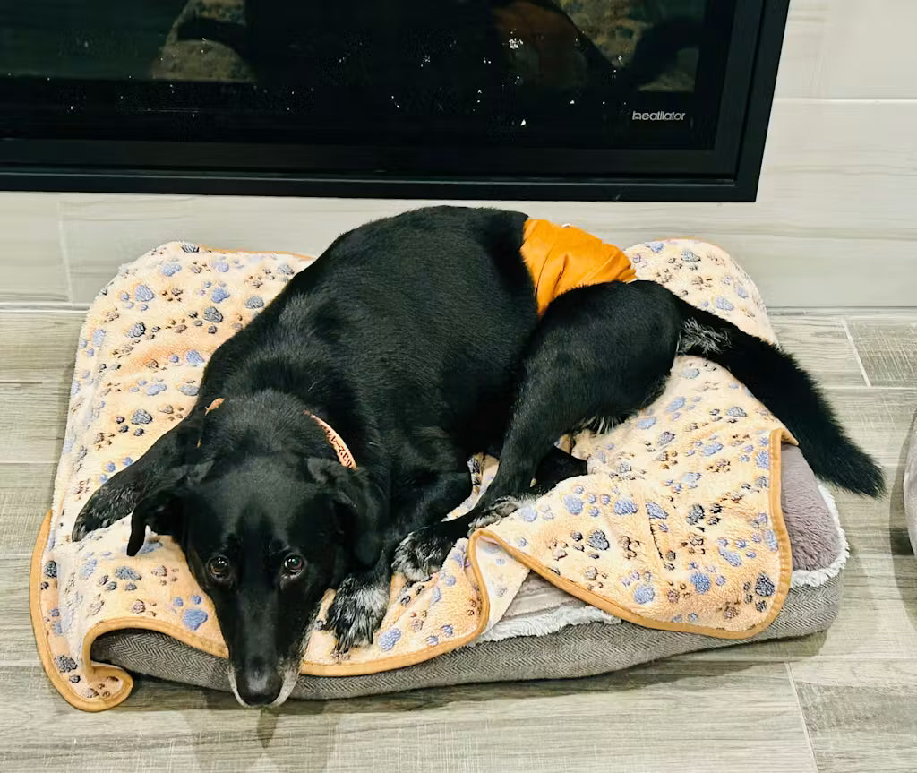 Orthopedic Comfort & Cozy Blanket Bundle