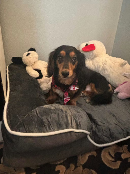 LuxeLounge Orthopedic Dog Bed — S (Preorder)