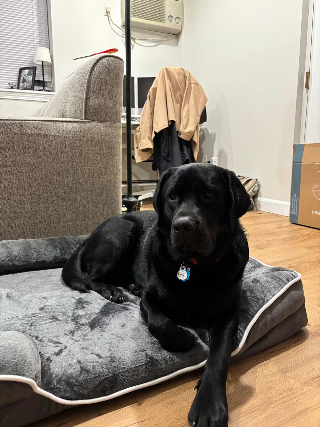 LuxeLounge Orthopedic Pet Bed