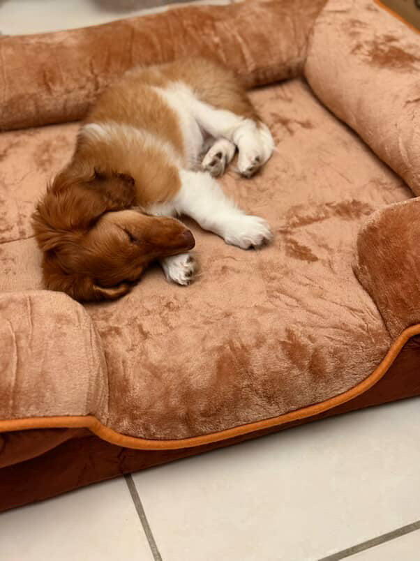 LuxeLounge Orthopedic bed 🐾”