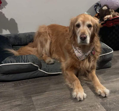 LuxeLounge Orthopedic Dog Bed — S (Preorder)