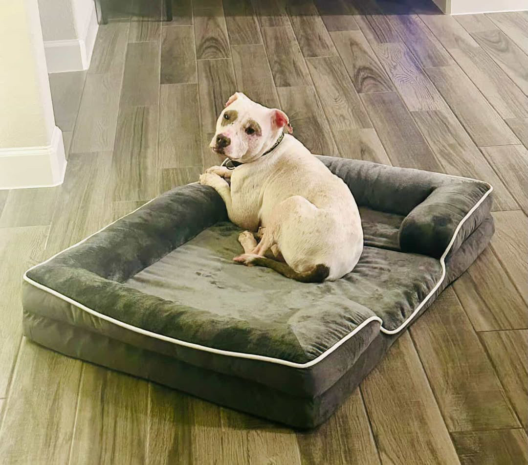 LuxeLounge Orthopedic bed 🐾”