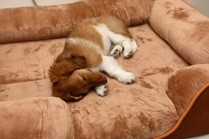 LuxeLounge Orthopedic bed 🐾