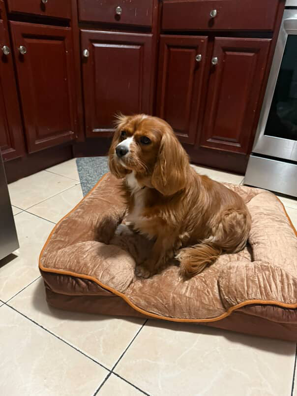 LuxeLounge Orthopedic bed 🐾”