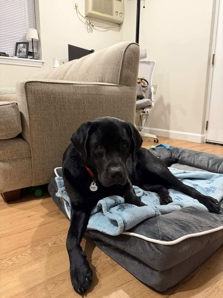 LuxeLounge Orthopedic Pet Bed