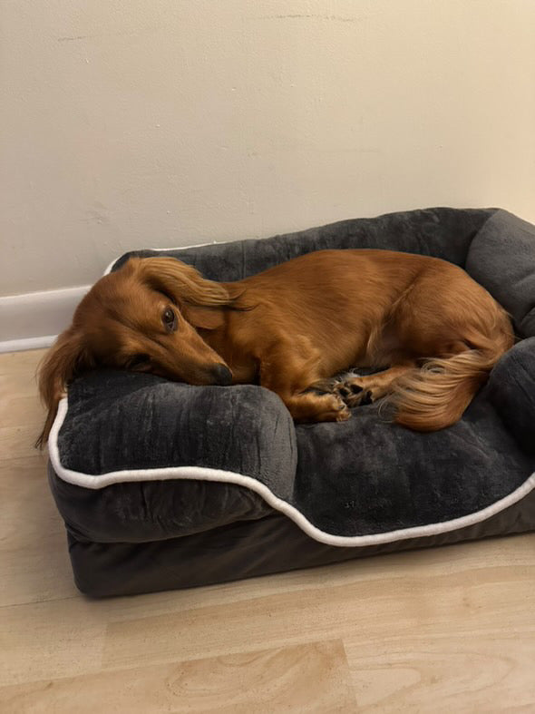 LuxeLounge Orthopedic bed 🐾”