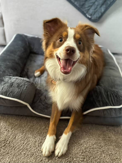 LuxeLounge Orthopedic Pet Bed 🐾