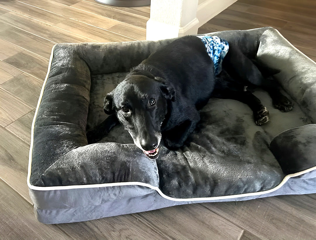 LuxeLounge Orthopedic bed 🐾